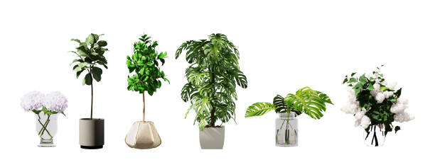 istock Plant set in vase isolated on white background.3d rendering 2159455749