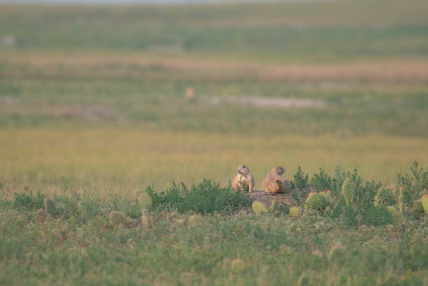 Two Priarie Dogs in the Badlands National Park