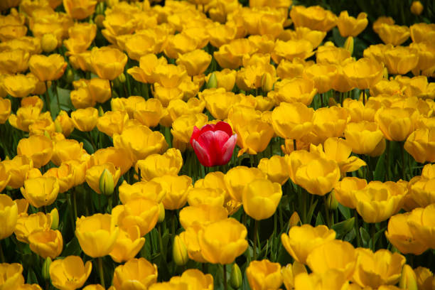 Lone Red Tulip in Yellow Field