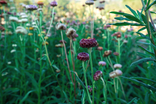 istock Helichrysum bracteatum or Everlasting Flower 2159457167