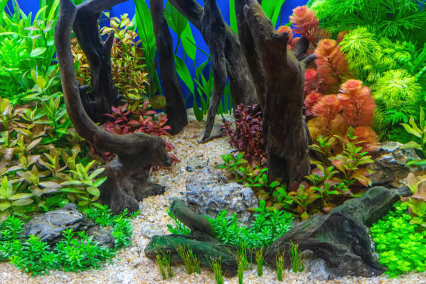 istock Tropical freshwater aquarium 2159457210