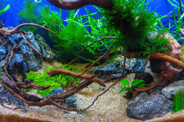 istock Tropical freshwater aquarium 2159457217
