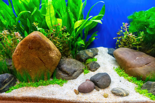 istock Tropical freshwater aquarium 2159457240