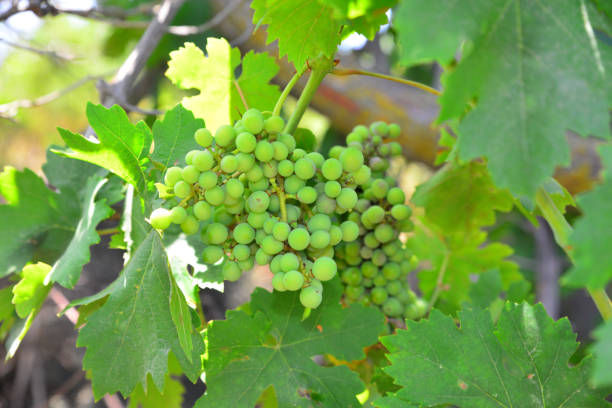 Grape leaves in the garden