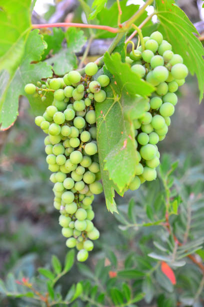 istock Grape in the garden 2159459322
