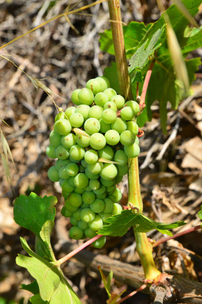 Grape leaves in the garden