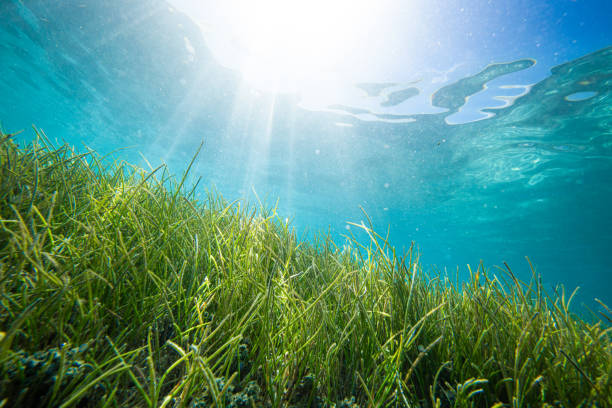 istock Underwater sea grass in the shallows 2159460010