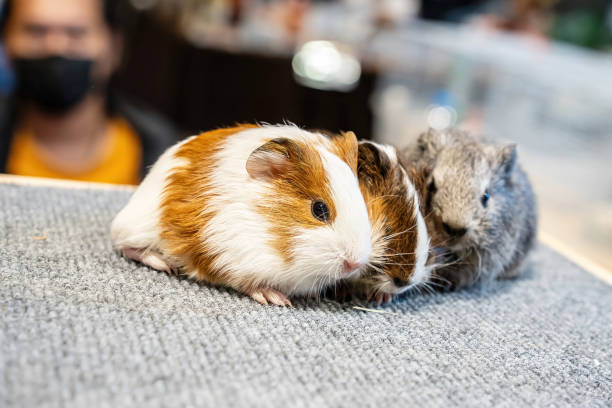 American Guinea Pig or Guinea pig or Cavy. It's cute and popular pet.