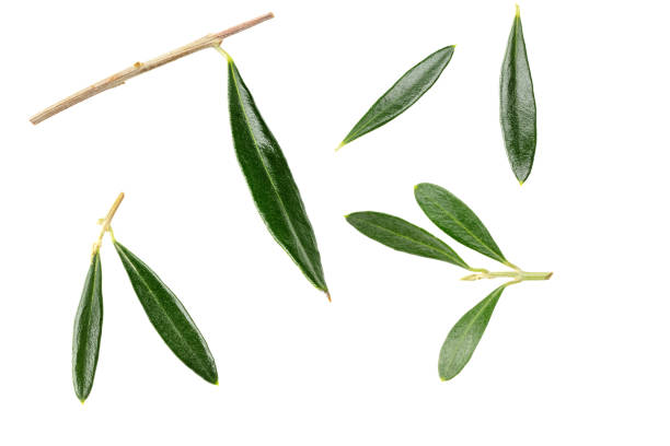istock green olive leaves isolated on white background. clipping path 2159462725