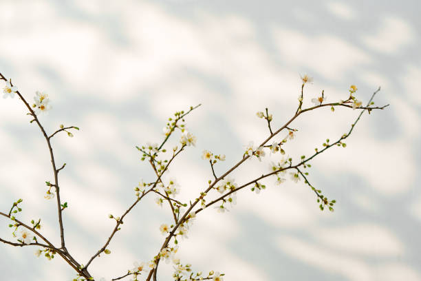 istock Blooming spring branches with flowers and its shadow on white background 2159463720