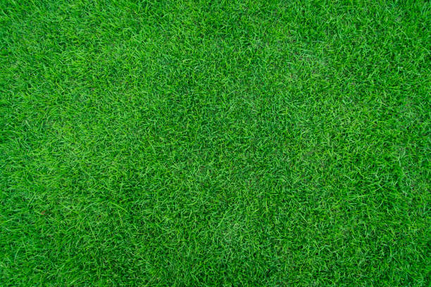 Green grass texture background. Top view of turf.