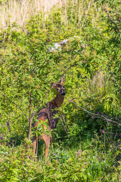 istock Female Roe deer looking at the camera 2159463986