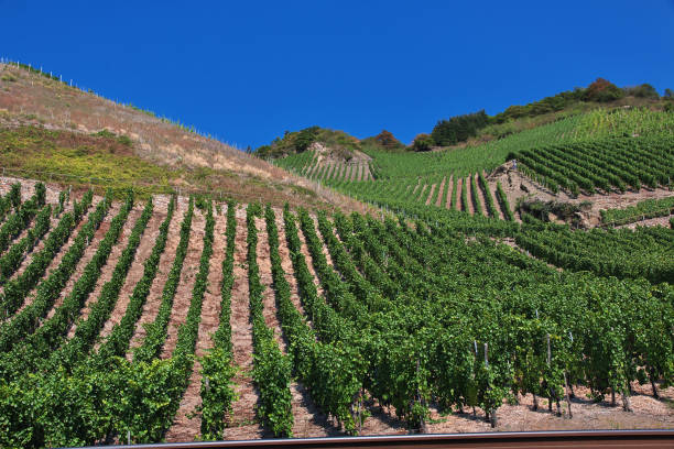 Grape tree in Rhine Valley in west Germany