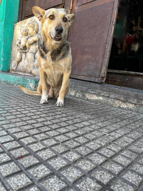 istock Dog outside open doorway 2159464699