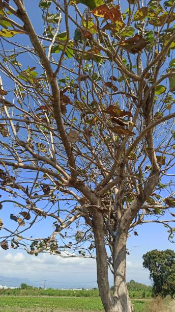 istock Trees begin to shed their leaves in summer 2159465315