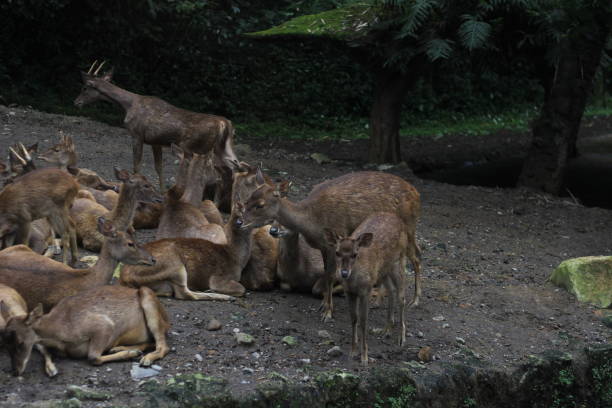 istock A group of deer is lying down. 2159467267