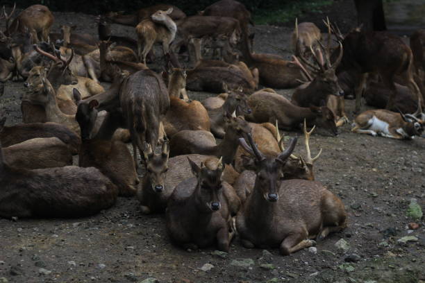 istock A group of deer is lying down. 2159467271