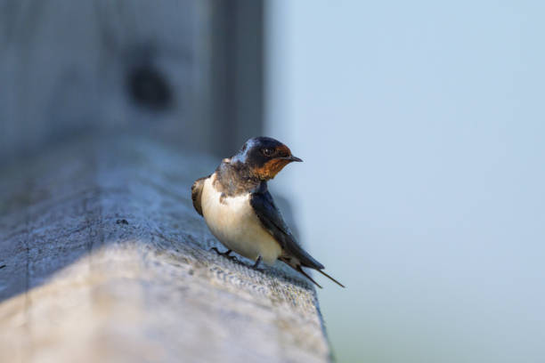 Little birds are chirping hungry from their nest.