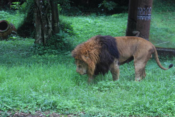 istock a lion was walking in the grass. 2159467687