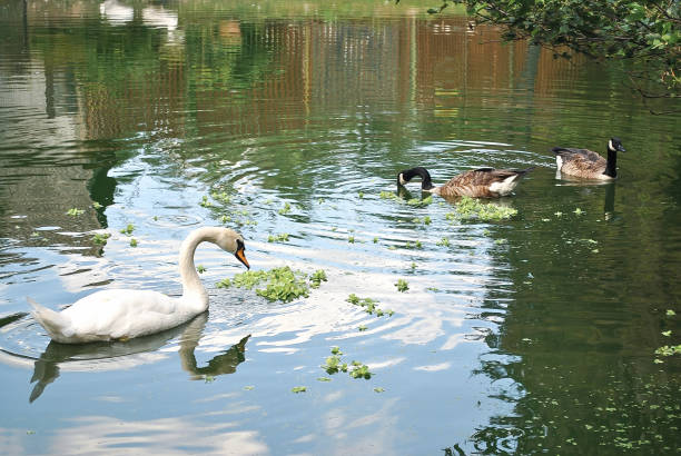 White swan and Branta canadensis ducks swimming in lake in spring park. Group of Canada goose birds or in summer town park, soft selective focus