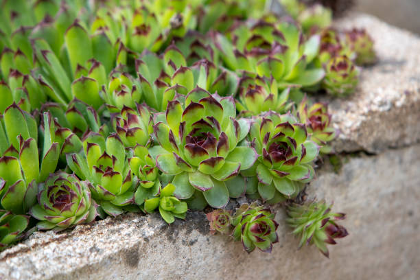 Close-up of Sempervivum tectorum or Common Houseleek