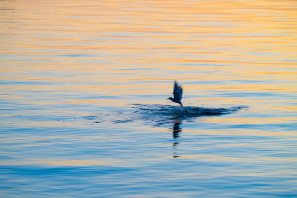Common tern lifting off from the sea at sunset.