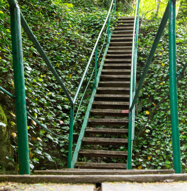 Staircase in the arboretum in summer.