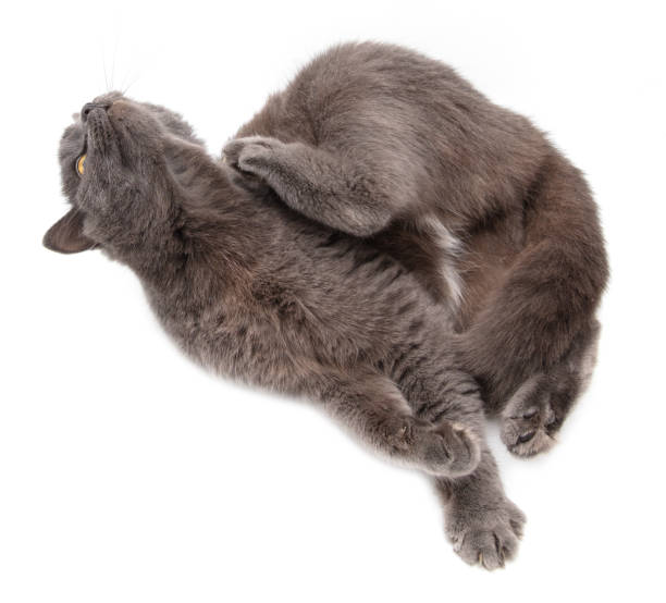 istock Gray cat scratches its paw on a white background 2159470926