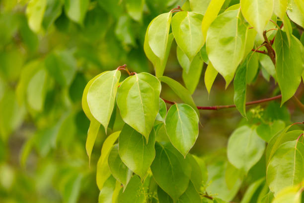 istock Green leaves on a tree in nature 2159471008