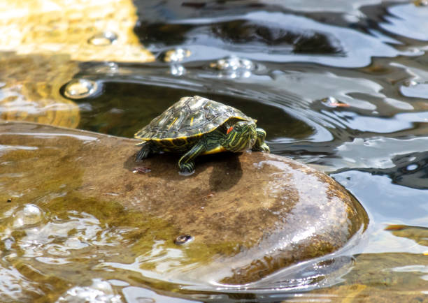 istock Portrait of a turtle in a pond 2159471083