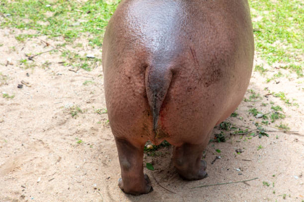 Close-up of a hippopotamus tail.