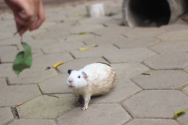 A small guinea pig with white and black fur stands on a paved surface, looking up at a hand offering it a leaf. The scene captures a moment of interaction between the animal and its handler.