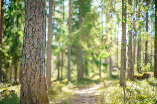 istock close up of pine tree in  beatiful green forest scenery 2159471798