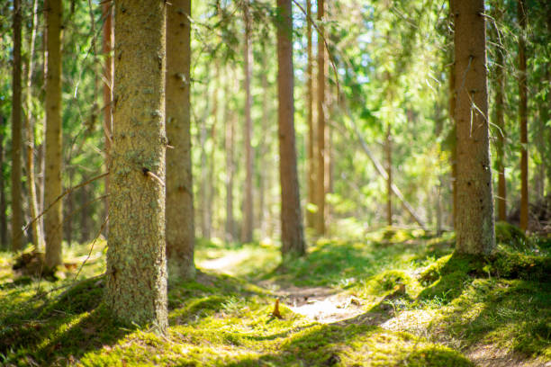 istock close up of pine tree in  beatiful green forest scenery 2159471807