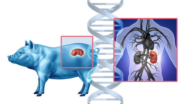 Pig Kidney Transplant Pig Kidney Transplant concept as a genetically modified animal organ transferred to humans as Xenotransplantation technology or Xenogeneic transplantation as bioengineered DNA. crispr photos stock pictures, royalty-free photos & images