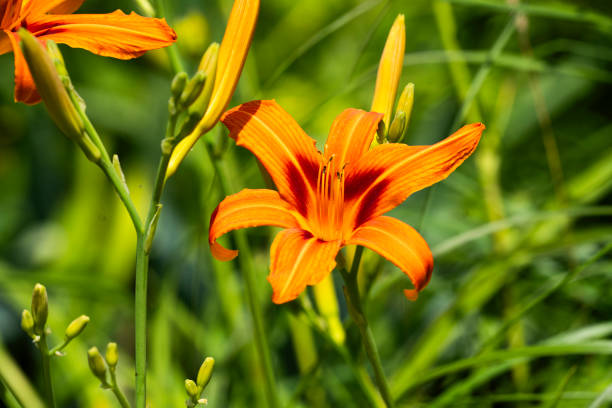 istock Orange lily blooming in the garden in summer 2159472664