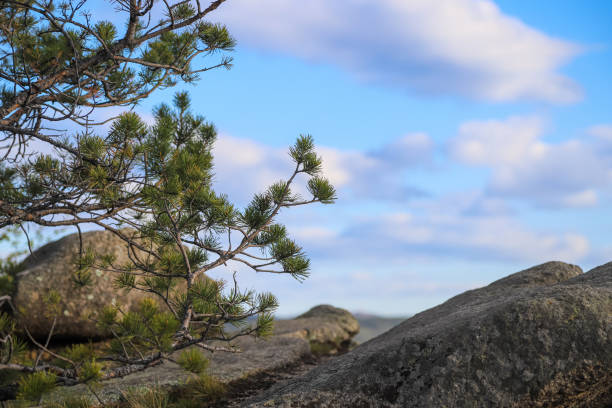 Big natural stones and a pine tree on a summer day against blue sky with fluffy clouds as a natural background. Photo with copy space
