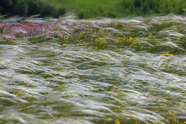 Dry grass covered in frost during winter
