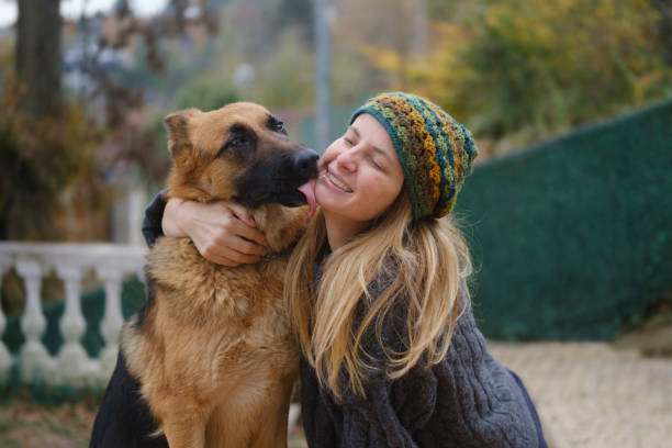 Woman having a good time with her dog. German Shepherd showing his love by licking