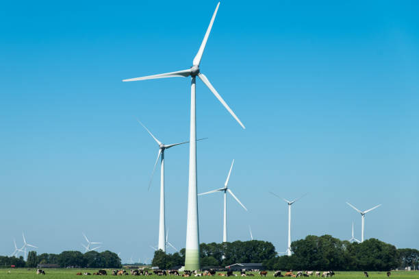 istock Dutch cows in a meadow under a row of wind turbines 2159474180