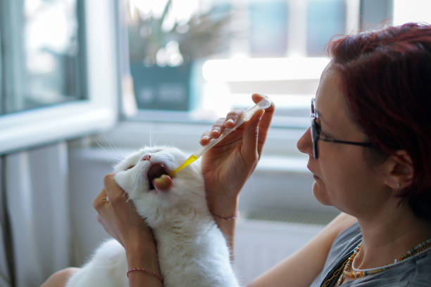 istock Oral drug administration for cat at home 2159474286