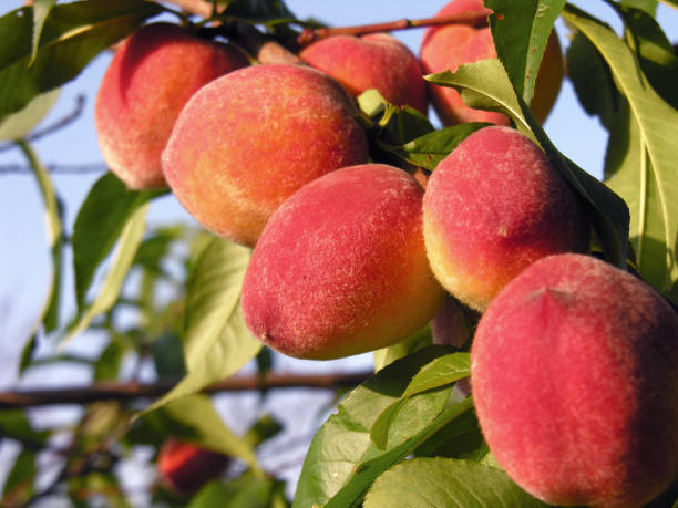 istock close-up of ripe organic peaches on a tree branch 2159476732