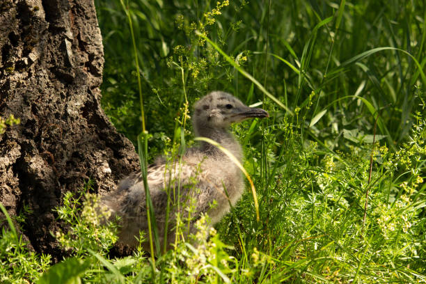 A small baby Sea Gull hides in high grass
