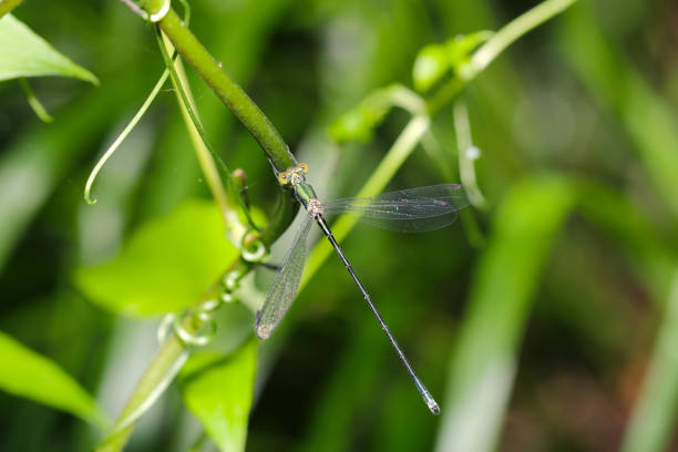 An Amber-winged Spreadwing  takes a break on a leaf in the Canadian boreal forest.