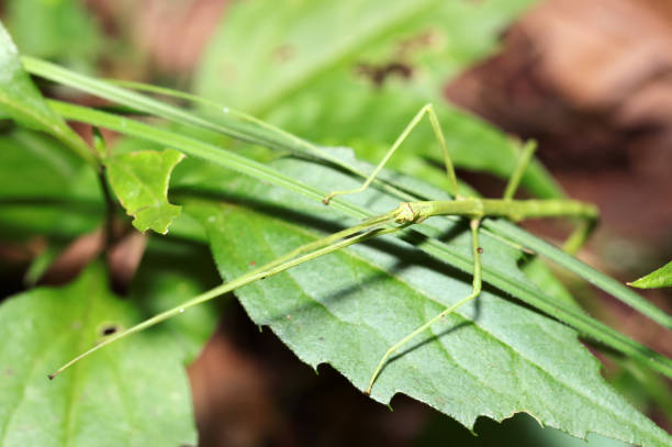 The Gray's leaf insect, (Phyllium  bioculatum), is a leaf insect of the family Phylliidae native to tropical Asia as well as Madagascar, Mauritius and the Seychelles