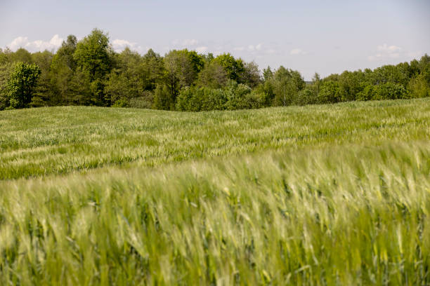 istock a field with green unripe barley in spring in windy weather 2159477302