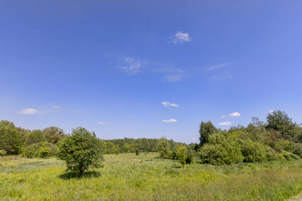 istock deciduous trees in windy weather in swaying foliage 2159477368