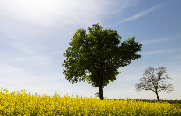 istock a tall tree growing in a rapeseed field 2159477442