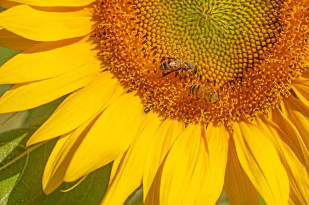 Close-up of bees on sunflowers.