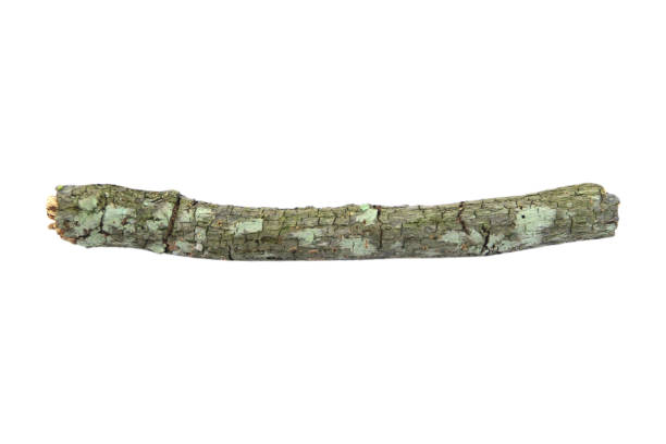 istock small dry branches isolated on white background with clipping path.Selection focus. 2159480387